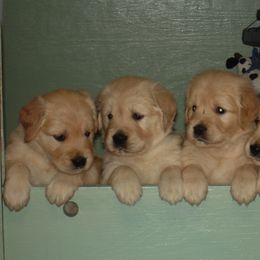 Golden Retriever Puppies from Kisamore Goldens