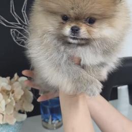 Kylie - Cream sable female Pomeranian puppy in Salem, Oregon from BP PUPS
