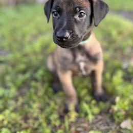 Constant - Mahogany male Belgian Malinois puppy in Deerfield Beach, Florida from vd Hunde der neuen Äre