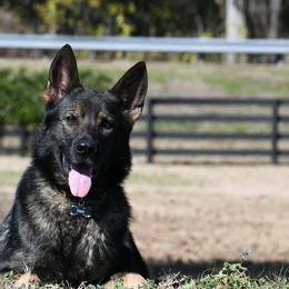 Prince - German Shepherd