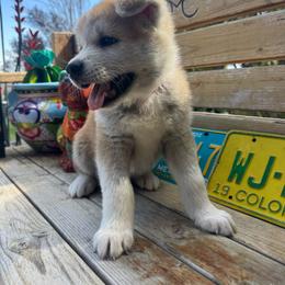 Girl 2 - Red female Japanese Akitainu puppy in Payson, Utah from Havoc Akitas