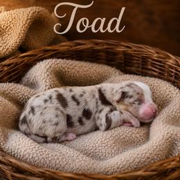 Toad - Red merle male Australian Shepherd puppy in Tyner, Kentucky from Lil’ Town Aussies