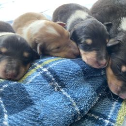 Collie Puppies from Heritage Valley Collies