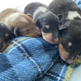 Collie Puppies from Heritage Valley Collies
