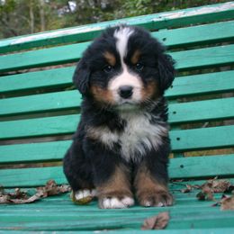 Bernese Mountain Dog Puppies from Barefoot Springs Bernese Mountain Dogs