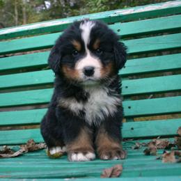 Bernese Mountain Dog Puppies from Barefoot Springs Bernese Mountain Dogs