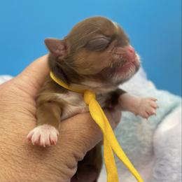 Goldie - yellow collar - Chocolate and tan female Shih Tzu puppy in Clarksburg, West Virginia from Pilgrim Shih tzu