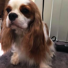 Cavalier King Charles Spaniel All Grown Up from Elizabeth Kessinger