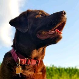 Zuma - Labrador Retriever