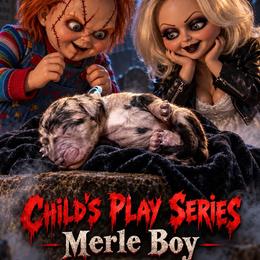 Child's Play Series - Merle male Goldendoodle puppy in Houston, Texas from Were The Mack'Doodles Mack’Poodles