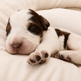 Jaq - Liver white and roan male English Springer Spaniel puppy in Fort White, Florida from Thunderbird Springers