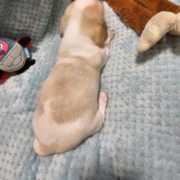 Miss Noodle - Piebald female Dachshund puppy in Fruita, Colorado from 3 B's Breeding