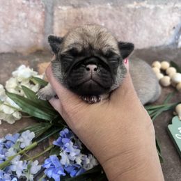 Black collar - Fawn male Pug puppy in Tucson, Arizona from Furever Friends