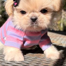 Jewel - White female Shih Tzu puppy in Dallas, Texas from Heart and Soul Shih Tzu