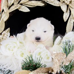 Willow - White and biscuit female Samoyed puppy in West Jordan, Utah from Rocky Mountain Samoyeds