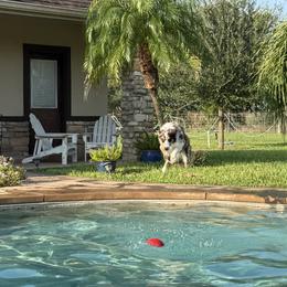 Border Collies from KAR3 Farms