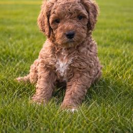 Boy 1 - Red  male Goldendoodle puppy in Inman, South Carolina from Mossy Doodles LLC
