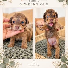..::   g i n g e r  ::..    ( t e d d y  .::. b e a r ) - Cafe au lait female Poodle puppy in Hooper, Utah from Anchor Dogs