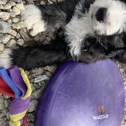 Bernedoodle Puppies from Mountain Poppy Bernedoodles