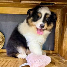 Buster - Black tri male Miniature American Shepherd puppy in Clinton, Missouri from Mockingbirds American Minis