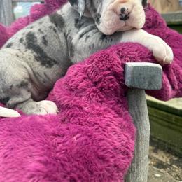 Q -litter - Merle female Great Dane puppy in Cadillac, Michigan from Garrow Danes House of Blues