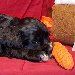 Jacqueline - Black female Cocker Spaniel puppy in Crossville, Tennessee from Timber Sunrise Cockers