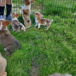 American Corgi Puppies from Thomas Corgi's