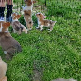 American Corgi Puppies from Thomas Corgi's