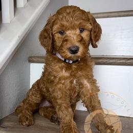 Ricotta - Red  female Goldendoodle puppy in Murrieta, California from Apricot Poodles & Goldendoodles, LLC