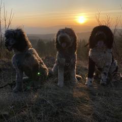 Bernedoodle and Saint Berdoodle All Grown Up from Myt fine doodles