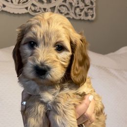 Goldendoodles from Desert Sage Doodles