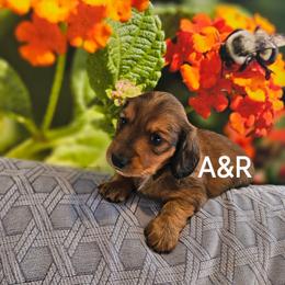 Dachshund Puppies from A&R Dachshund