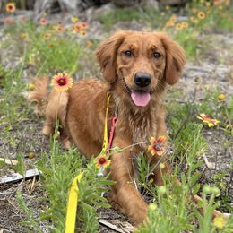 Eostre - Golden Retriever