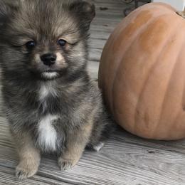 Pomeranian Puppies from Regal Poms