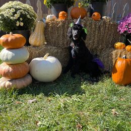 Goldendoodle and Poodle Puppies from Cristin's Poodles