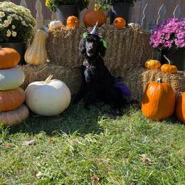 Goldendoodle and Poodle Puppies from Cristin's Poodles