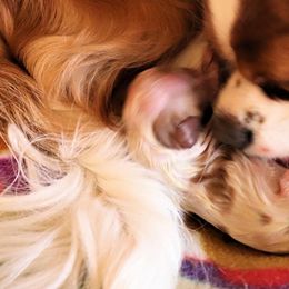 Cavalier King Charles Spaniels from BAAAD MOON RISIN'