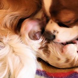 Cavalier King Charles Spaniels from BAAAD MOON RISIN'