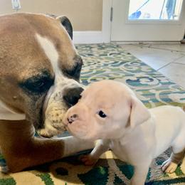 Nolan - White male Boxer puppy in Lago Vista, Texas from Love and Loyalty Boxers
