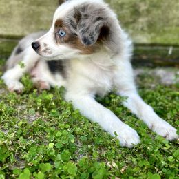 Blue - Blue merle male Miniature Australian Shepherd puppy in Saint Cloud, Florida from Dirty Paws