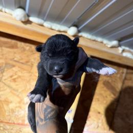 Girl 1 - Black female Siberian Husky puppy in Uhland, Texas from Siberian Huskies