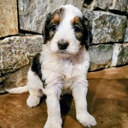 Mariah Carey - Grey and white female Bernedoodle puppy in Pollock Pines, California from Ten Acre Wood Doodles