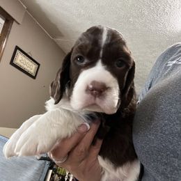 English Springer Spaniel Puppies from Foxboro Farm