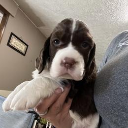 English Springer Spaniel Puppies from Foxboro Farm