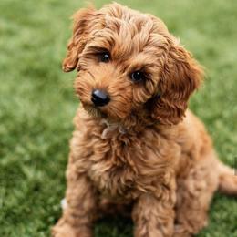 Goldendoodles from The Puppy Family