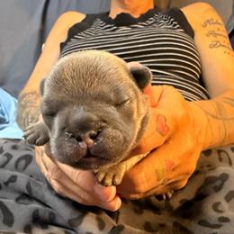 Boy 3 - Blue fawn male French Bulldog puppy in Spanaway, Washington from Frog Faced Frenchies