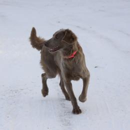 Candi - Weimaraner