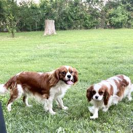 Cavalier King Charles Spaniel Puppies from Hill country cavaliers