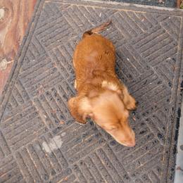 Dachshund Puppies from CLARK'S BREEDING PROGRAM