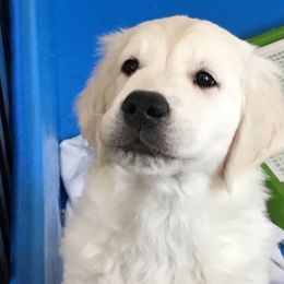 Cavapoo, Goldendoodle, and Golden Retriever Puppies from SoléLuna Golden Retrievers